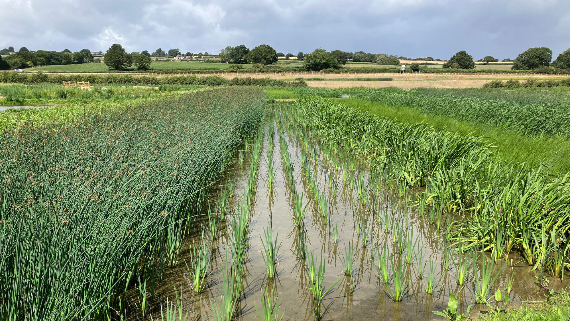 Plants growing in a wetland.