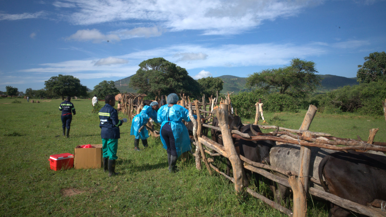 People handling livestock and taking infection control precautions.