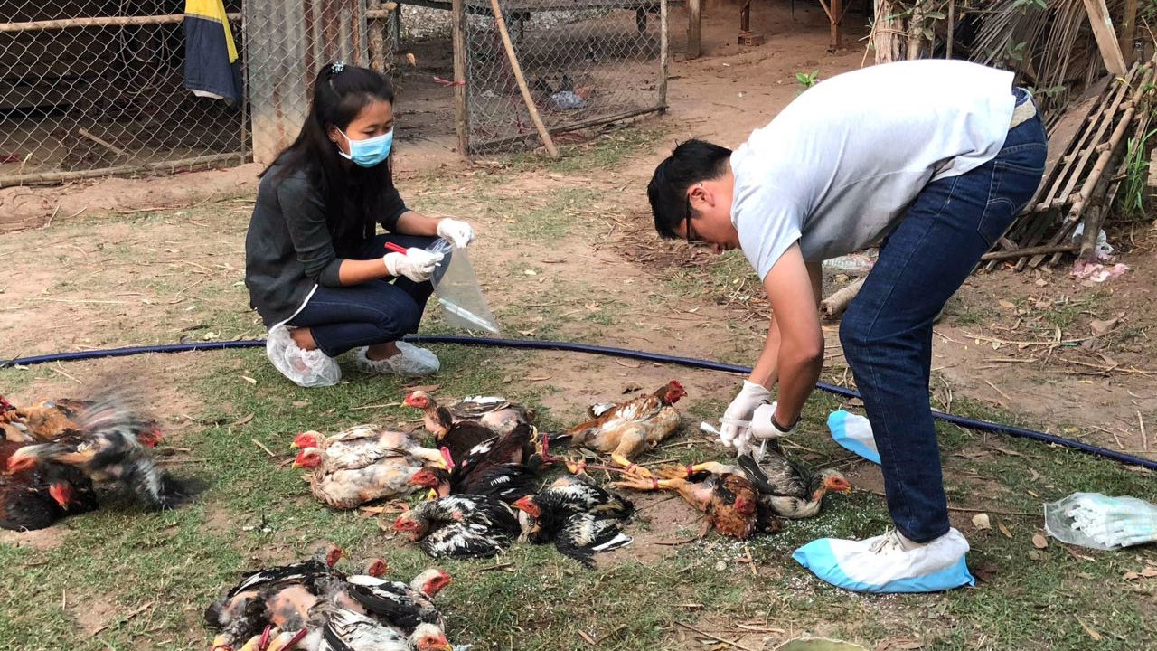 People handling livestock and taking infection control precautions.