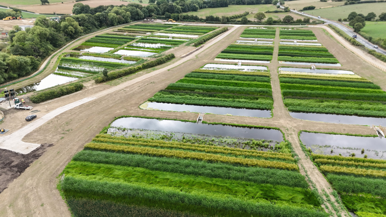 Aerial view of wetland cells full of vegetation.