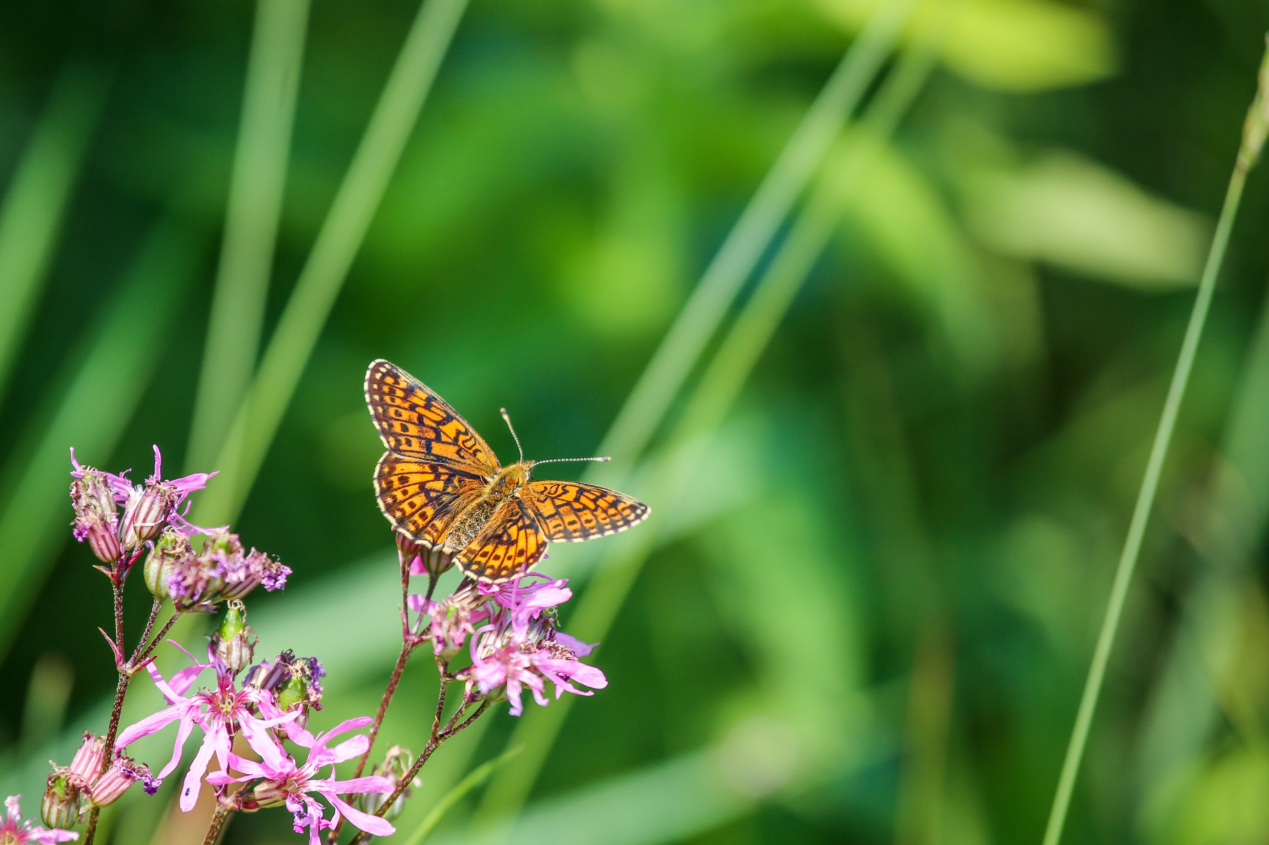 Butterfly sitting on a pink flower with greenery in the background