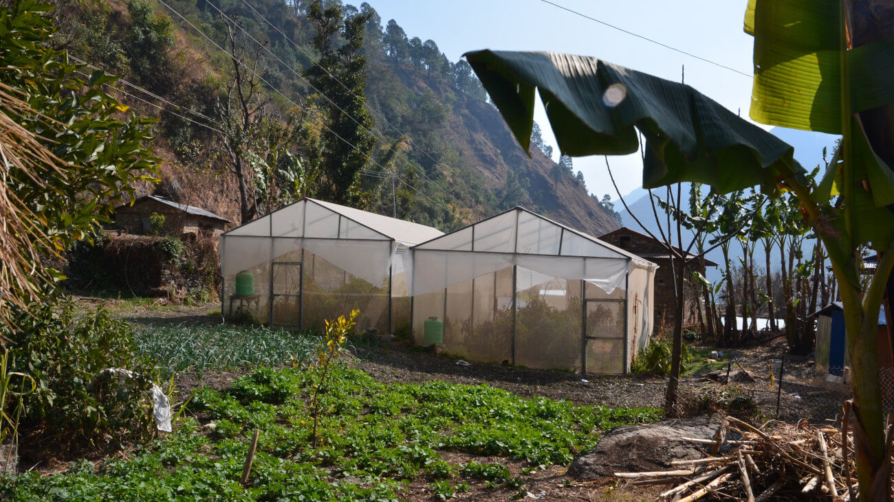 Greenhouses and growing plants.