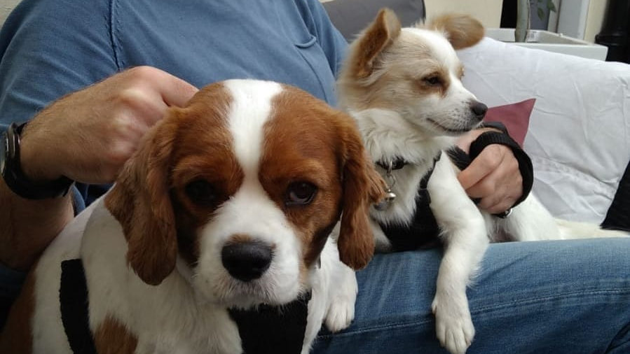 Paul McCormick's dogs.