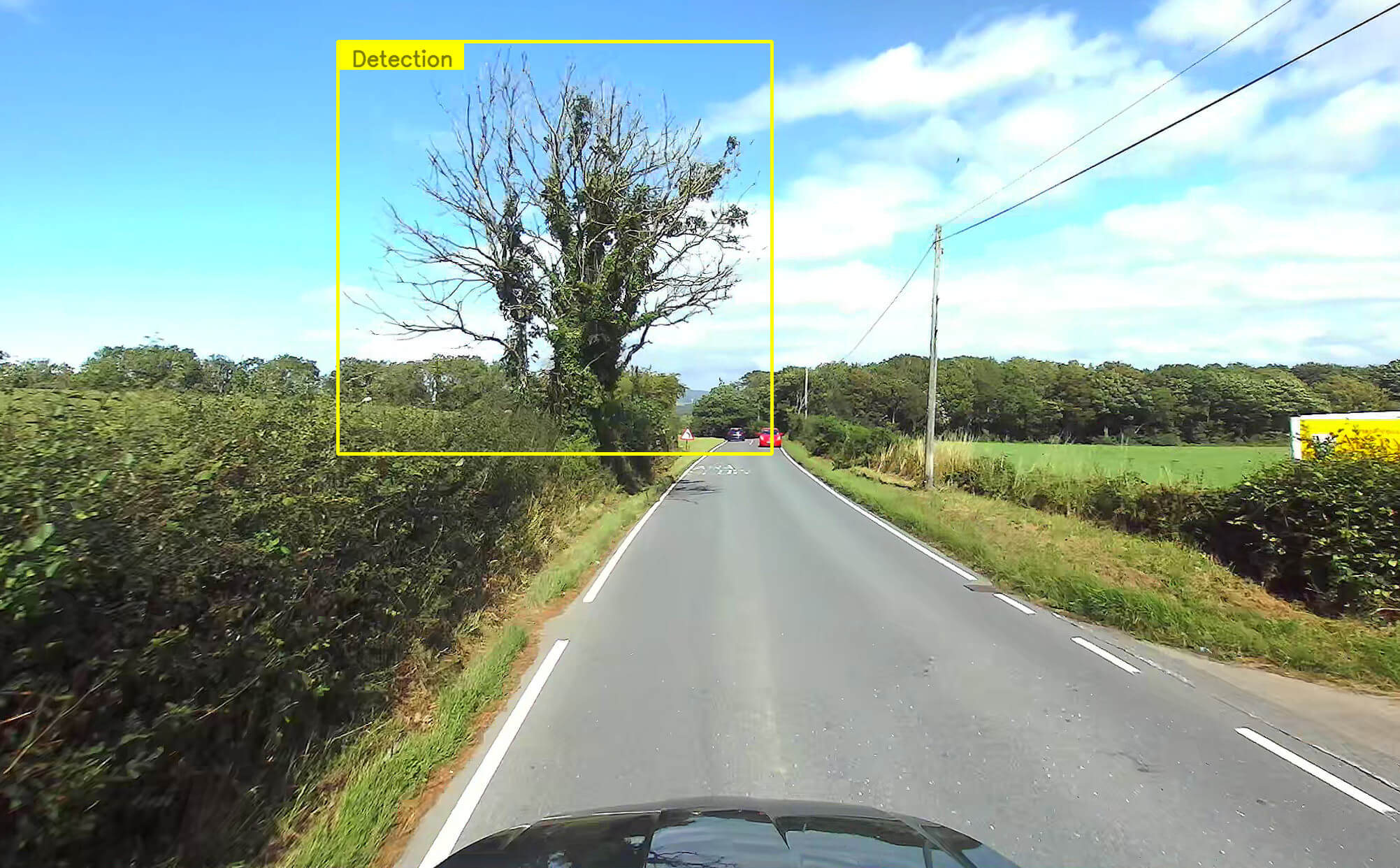 Ash trees being detected by an AI system from a car.